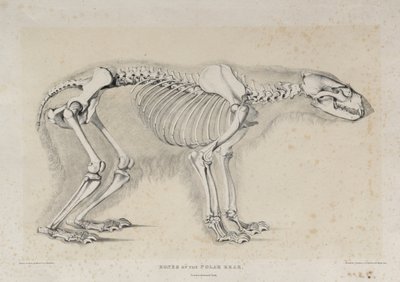 Bones of the Polar Bear by Waterhouse Hawkins after Waterhouse Hawkins after